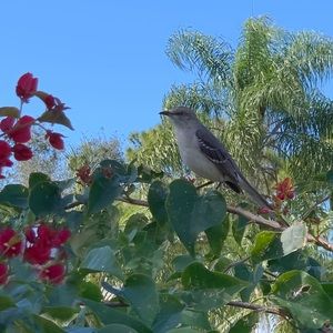 Meet your Posher, Iris